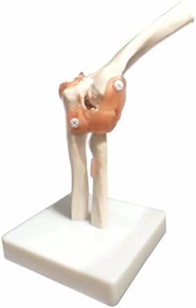BoNew Life Size Elbow Joint Anatomical Model Skeleton - Human Medical Anatomy