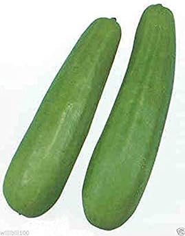 Pickling Melon Seeds "Katsura Giant" (Cucumis melo var conomom) Asian Vegetable(10 seeds)