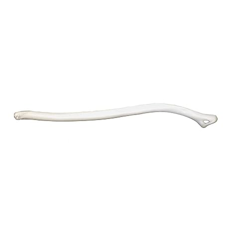 Skulls Unlimited Real Marten Baculum Model Animals Specimen for Science Education