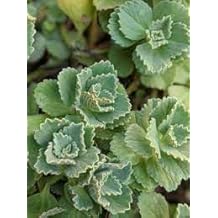 New Fresh 30pcs Coleus canina Plant Seeds Generic