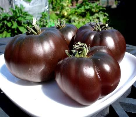 30 Black Prince Tomato Seeds – Solanum lycopersicum – Mahogany Beefsteak Fruits with Dark Shoulders – Heirloom – Free Plant Tag