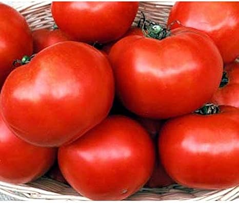 Florida 91 F1 Hybrid Tomato Seeds (40 Seed Pack)