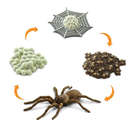 Safari Ltd. Safariology Life Cycle Series Life Cycle of a Spider Toy Figure for Boys and Girls - Ages 3