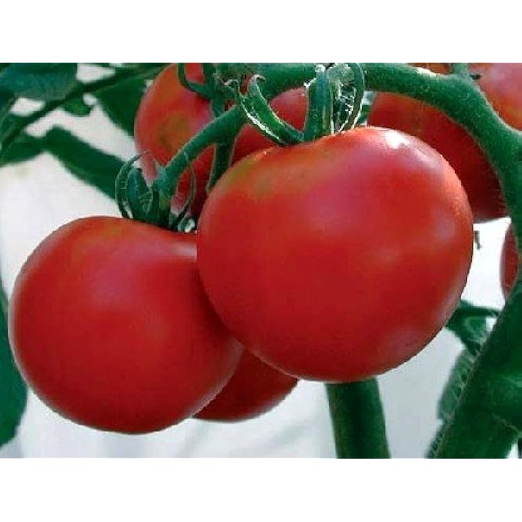 Tomato Rutgers Great Heirloom Garden Vegetable ~ Bulk 6,000 Seeds