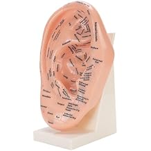YUYTE Ear Acupuncture Point Model with Stand, Educational Tool for Ear Zone Massage, Acupuncture Practice, and Learning Applications in Beauty Salons and Massage Schools