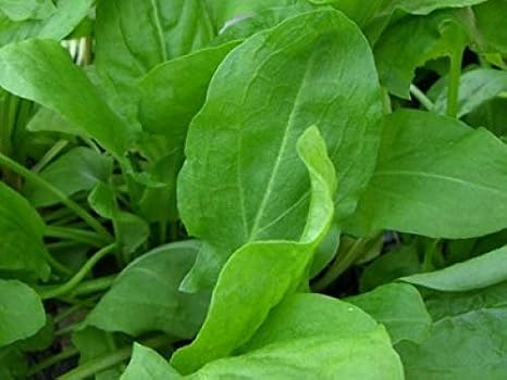 Seeds Broadleaf Sorrel (Rumex acetosa) 40 Days Herb Heirloom for Planting Non GMO 2000 Seeds