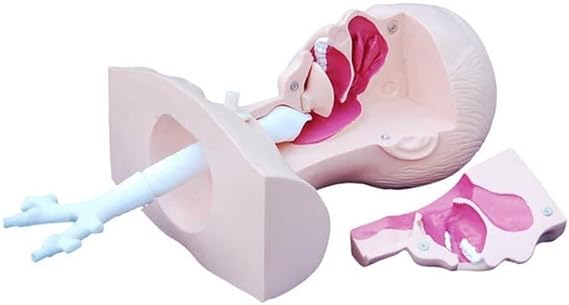 Human Body Model Nasal Cavity Oral Anatomy Model, Sputum Suction Practice Model, Suitable for Teaching and Learning of Nurses, apprentices and Doctors