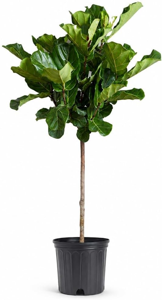 Fiddle Leaf Fig | Extra Large Trade 3 Gallon Plant | Ficus Lyrata | Indoor Tree, Home and Office Decor, Low Maintenance, Tropical Houseplant, Air Purifying, Large Leaves, Indoor Foliage, Fast Growing