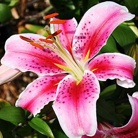 Stargazer Lilies Flower Bulbs Super Pack - 15 Bulbs per Pack - Pleasantly Scented - Attracts Butterflies and Hummingbirds - Good as Cut Flowers - Grows Well in Containers - Perennializing Garden