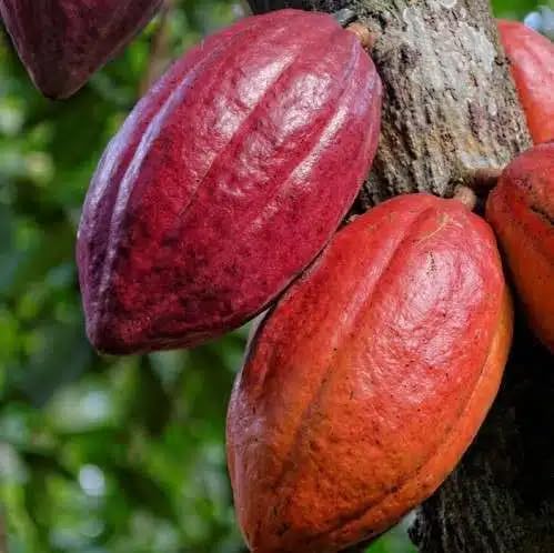 45Pcs red Cocoa Fruit Seeds