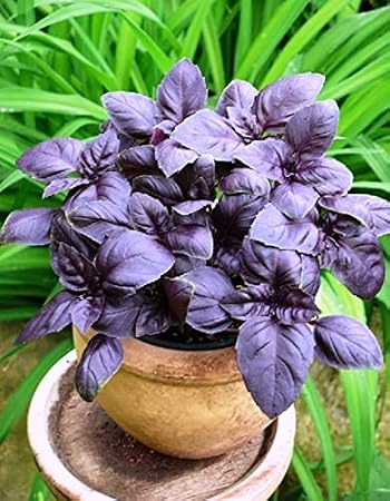 300+ Seeds Purple Basil Indoor Ornamental - Herb