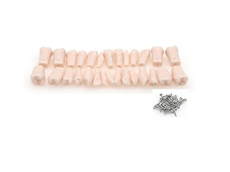 Dental Typodont 28Pcs with Screw Replacement Teeth Model Compatible with Kilgore NISSIN 200 Type Teeth Modle Fit for M8011 Typodont (M-8024-Teeth)