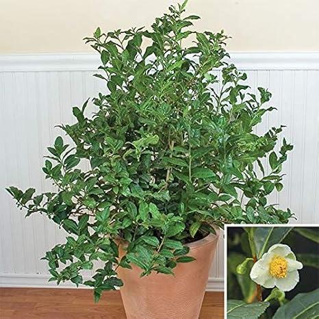 Green Tea Plant Seeds - Camellia sinensis, also known as Tea Plant, Tea Tree (10 Seeds)