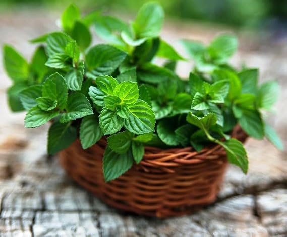 Seeds Mint Peppermint Mentha Non GMO Heirloom