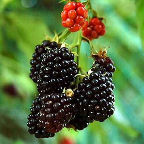 Red Rossi: 100Pcs Nero Mulberry Semi Morus Nigra Tree Garden Bush semi giardino domestico di DIY B