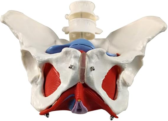 2 Sections Lumbar Belt Model, Female Pelvic Floor Muscle Model, Removable Pelvis Model, Human Skeleton Model Of Hip Bone
