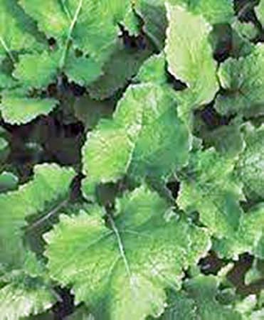 Turnip Seeds,Turnip, Seven Top, Heirloom, 100 Seeds, Non GMO,vegatable