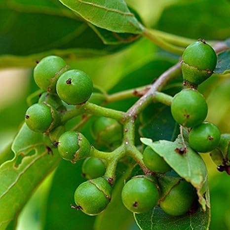 Bird Lime Seeds (Cordia dichotoma) Packet of 5 Seeds | annual/perennial garden plant grown for ornamental or specialty garden use.