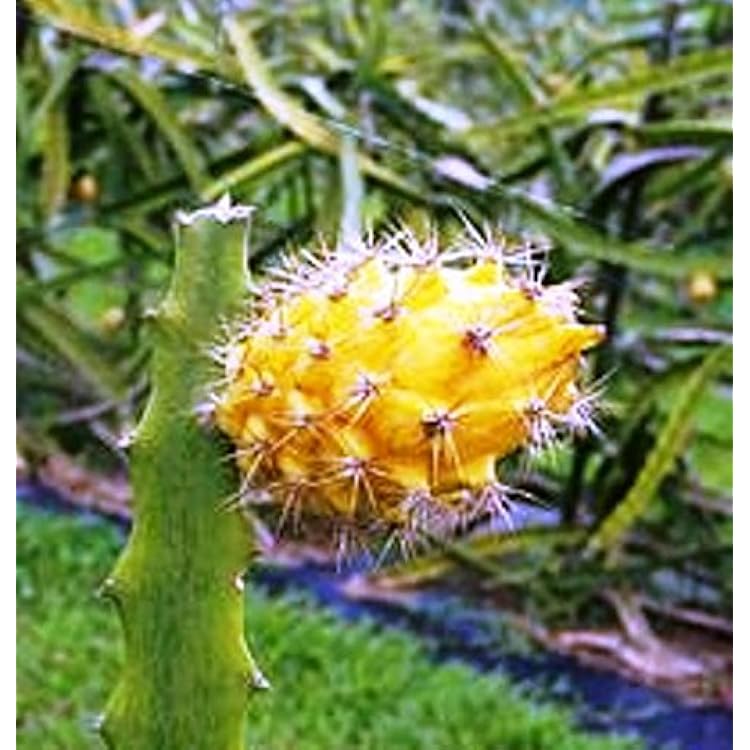Dragon Fruit Yellow Includes 4 Four Plants
