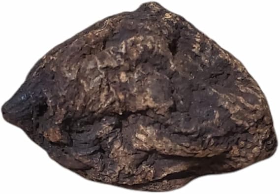 HIGH John The Conqueror Root (1PCS)