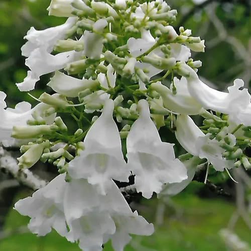 100pcs White Jacaranda Flower Seeds
