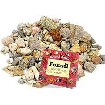 DANCING BEAR Fossil Sorting Mix 3 lbs, Sort & Match Authentic Specimens with Fossil ID Book, Educational Activity for Kids, Assembled in The USA