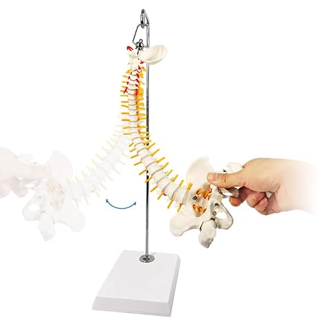 Miniature Spine Anatomy Model, 15.5" Mini Vertebral Column Model Details Vertebrae, Spinal Nerves, Lumbar & Pelvis