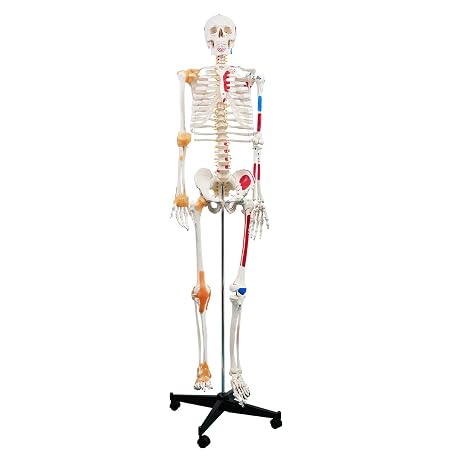 Ultrassist Human Skeleton Model, Life Size Anatomical Skeleton Replica with Spinal Nerves, Muscle Insertion and Origin Points, Joint Ligaments for Human Skeleton Anatomy Study, Includes Rolling Stand