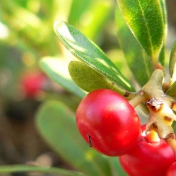 Uva Ursi Seeds (Arctostaphylos uva-Ursi) Packet of 10 Seeds