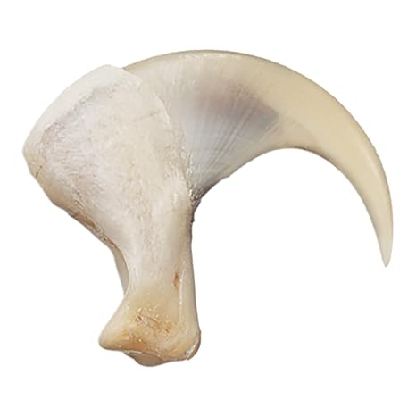 Skulls Unlimited Real Bobcat Claw Model Animals Specimen for Science Education(2.5cm) Default Title