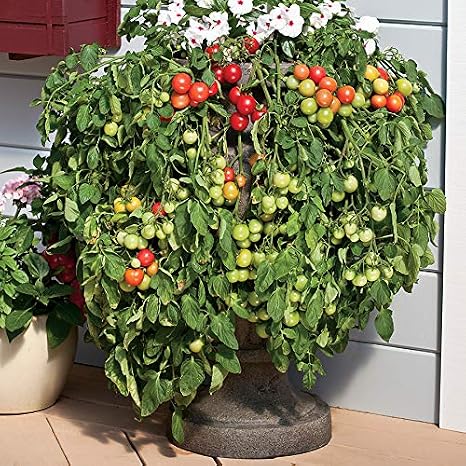 Park Seed Cherry Tomato Seeds, Planting Vegetables, Easy to Grow, Non-GMO, Variety of Colors and Sizes, Spring Garden, Cherry Fountain, Pack of 15
