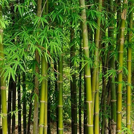 50pcs Bamboo Tree Seeds