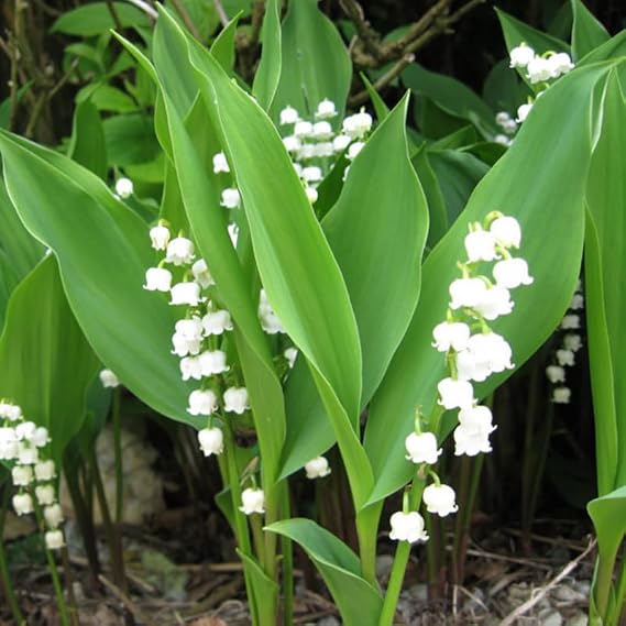 10 Lily of The Valley Flower Bulbs for Planting
