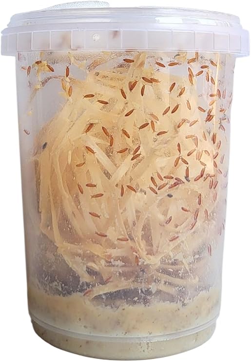 520ml Advanced Husbandry Live Fruit Flies, Drosophila Hydei, Large 2-3mm, Culture with Multiple Life Stages (Std 520ml, Intermediate)