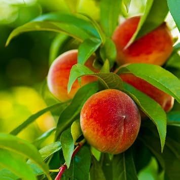 Brighter Blooms - Elberta Peach Tree, 2-3 ft. - No Shipping to AK, AL, AR, AZ, CA, CO, HI, ID, LA, MS, OR, WA