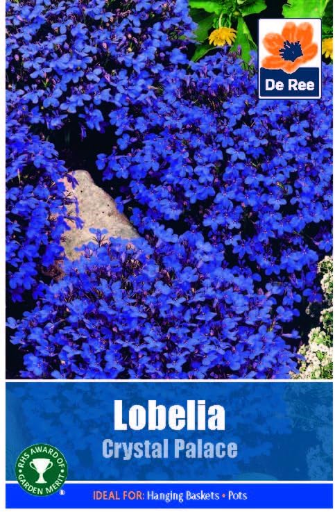 Lobelia Crystal Palace - 2000 Seeds Flower Plant Bedding Borders Containers Pots Grow Your Own Garden Plant Seed