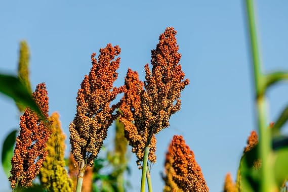 500 Sweet Sugar Cane Sorghum Seeds for Planting - Heirloom & Open-Pollinated Variety, Non-GMO Vegetable Seeds for Planting in The Home Garden