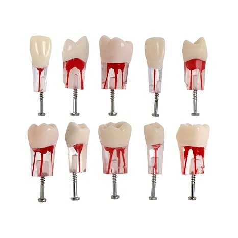 10 Pcs Dental Teeth Model Endo Root Canal Therapy with Hole Tooth Particle Pulp Files Practise Blocks Fit NISSIN 200 28 Pieces of Teeth M8006-10