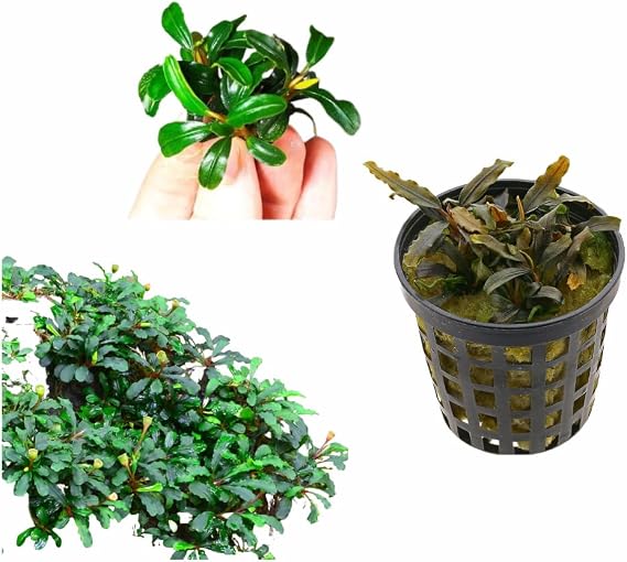 Bucephalandra Quad-Pack - Exquisite Aquatic Greens - 4 Unique Varieties