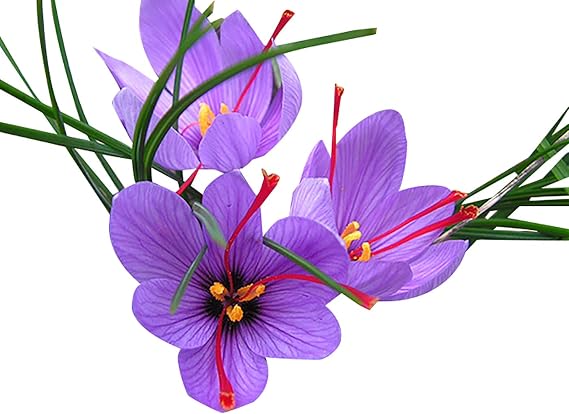 10 Sativus Crocus Corms - Instructions Will be Included