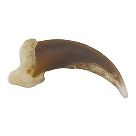 Skulls Unlimited Real Coyote Claw Model Animals Educational Specimen for Science Education Single Claw
