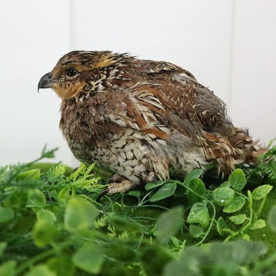 Georgia Giant Quail Hatching Eggs, Premium-Quality Fertile Eggs for Incubation, Robust Genetics, Excellent Hatch Rates (Count, 12, Count)