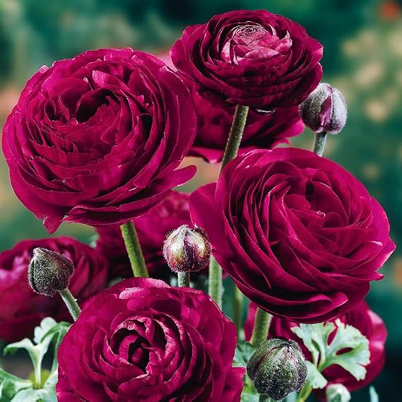 Purple Sensation Ranunculus Flower Bulbs - 15 Bulbs per Pack - Attracts Butterflies and Hummingbirds - Deer Resistant - Grows Well in Containers - Perennializing - Live Garden
