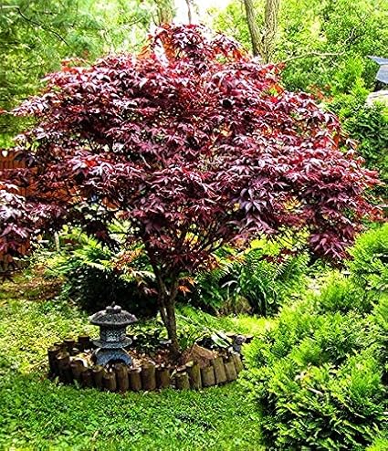 Bloodgood Japanese Maple 1 Gallon