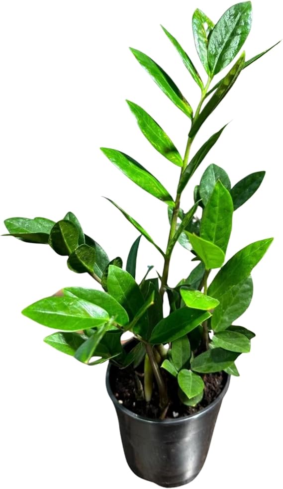 PLANTVERS Green ZZ Plant Zamioculcas Zamiifolia | Hardy Tropical Foliage with Upright Glossy Leaves | Low-Light Tolerant & Easy Care for Home or Office Display (4" Grow Pot)
