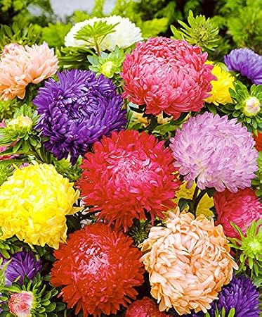 Seeds Aster King Size Mix Annual Garden Flowers for Planting Non GMO