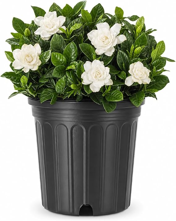Gardenia Belmont | 1 Extra Large Trade 3 Gallon Plant | Gardenia Augusta 'Belmont' | Lush Blooming | Evergreen Elegance