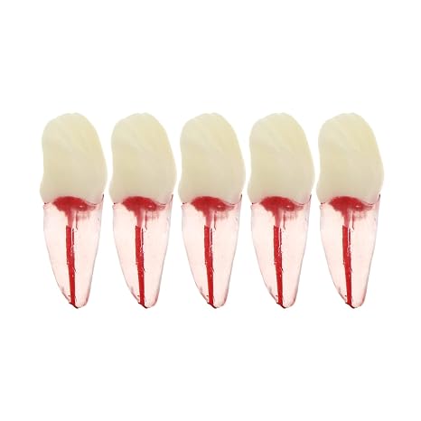 5Pcs Dental Root Canal Pulp Cavity Teeth Model Endodontic Practice RCT Typodont M8007 11# 14# 16# 21# 33# 34# 35# 36# 44# 45# Practicing Study Teach (5Pcs-M8007-11#)