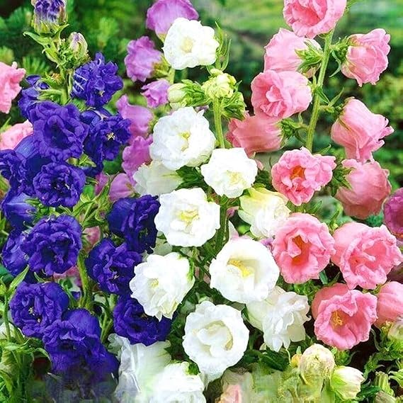 Canterbury Bells Double Mix 2 200 Seeds + Plant tag + Freebie - Campanula Media