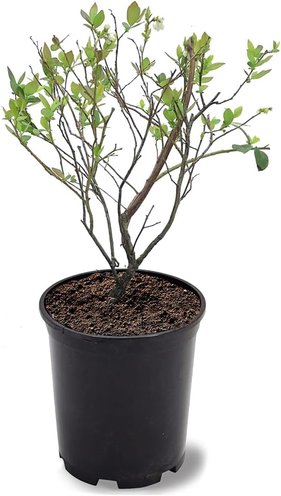 Premier Blueberry Bush, Rabbiteye Variety, 12-18 in. Plant Height, 1 gal Nursery Pot (Due to Agricultural Laws, we Cannot Ship to CA, AZ, AK, or HI)